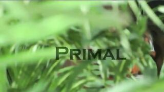 Two extreme tigers having sex