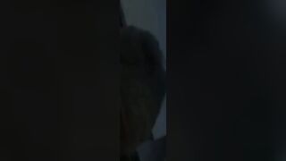 Gorgeous girl sucks hard boner