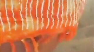 Horny Girl Gets An Anal Creampie