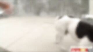 Nikki and Keira team up together in sucking a meaty cock and have threesome