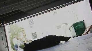 Exciting cowgirl riding