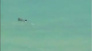 Thick Black Bitch With Big Tits