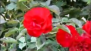 MILF Masturbating Outside