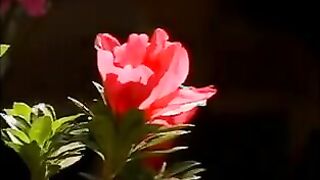 Latin Redhead Fucked Outside