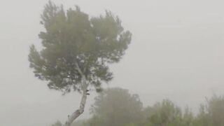 True beauty Silvie tease snatch