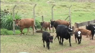 Ebony girl in a hot outdoor scene gets her pussy and ass