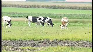 rothaarige mutti vernascht kameramann beim pornocasting