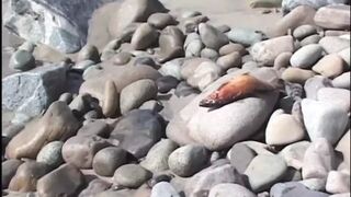 FAT but WHORE!!! - vol #02 - (Full Movie HD Original