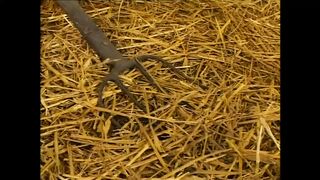 CULI GROSSI E SUCCOSI - (Full HD Movie uncut)