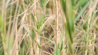 A thin chick bastards from delicate penetration with a boyfriend